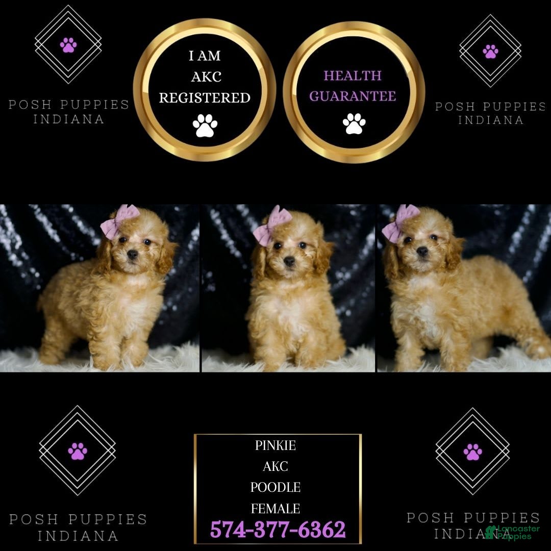 Miniature Poodle dogs for sale: Pinkie - Image 5