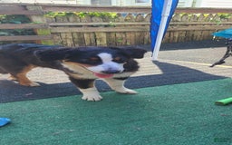 Australian Shepherd dogs for sale: Riley Fully Vaccinated - Image 14