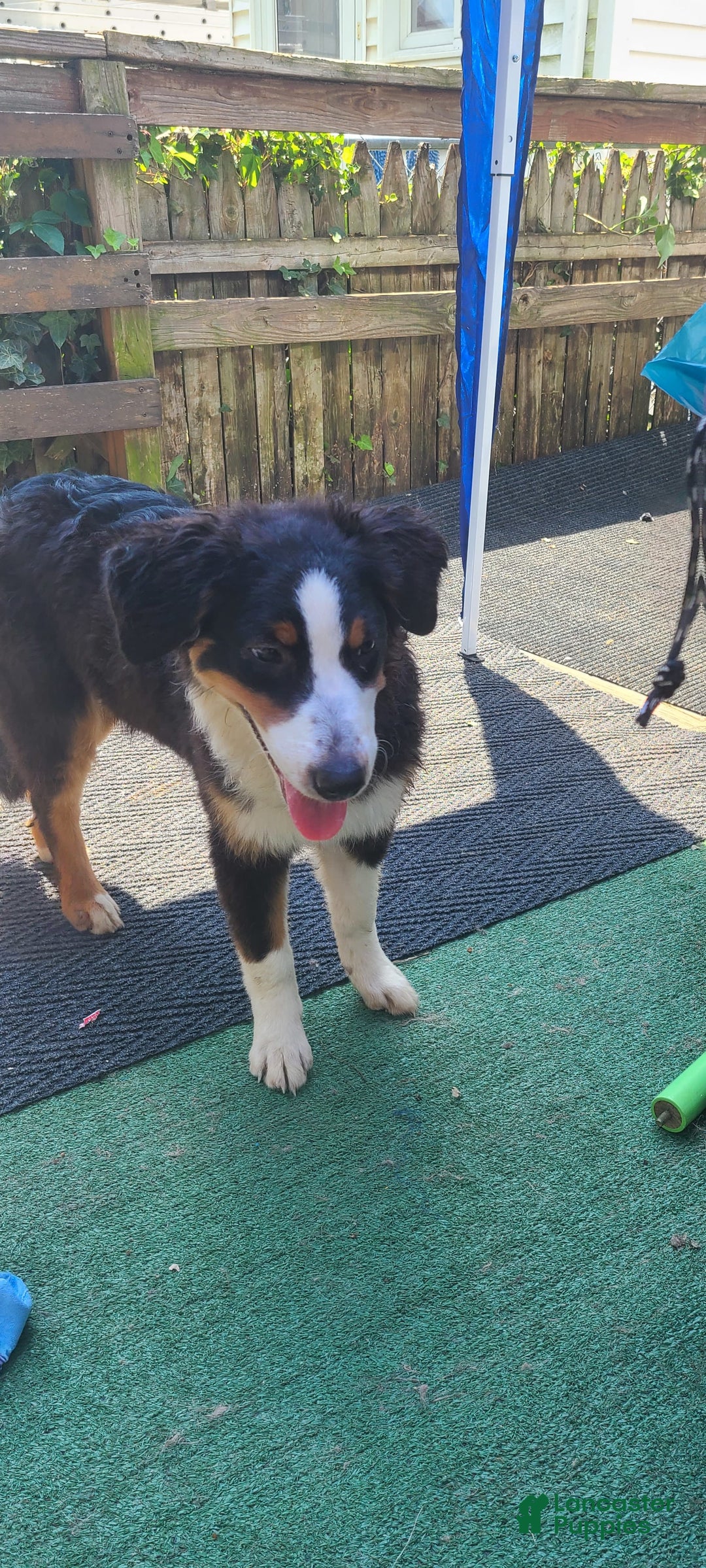 Australian Shepherd dogs for sale: Riley Fully Vaccinated - Image 14