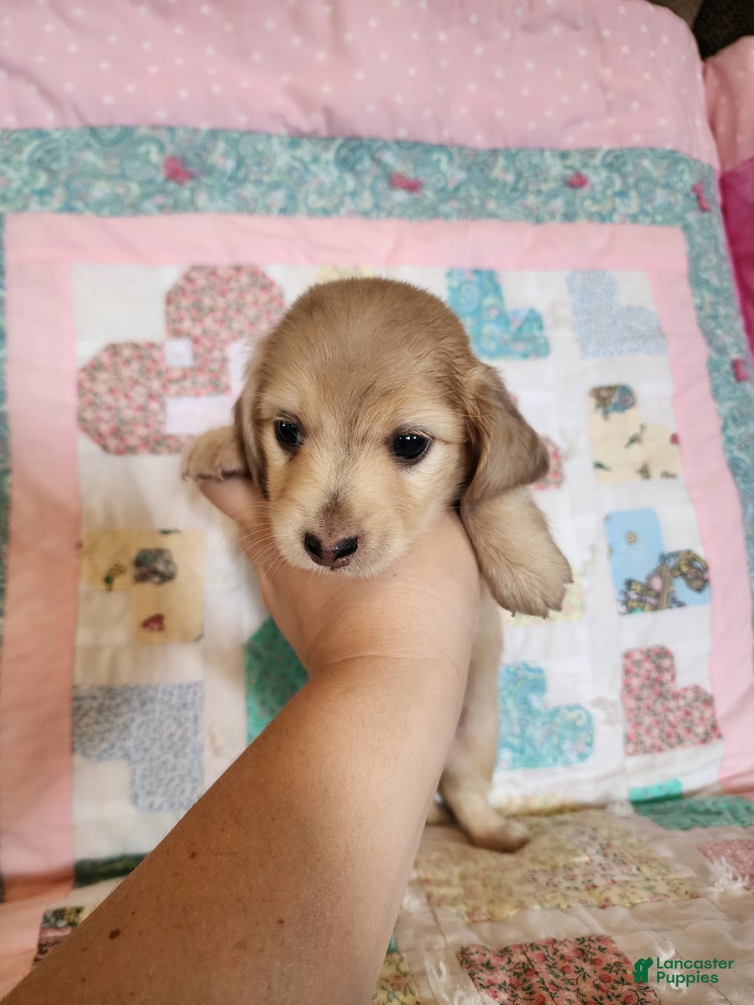 Miniature Dachshund dogs for sale: Chase - Image 10