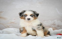 Miniature Australian Shepherd dogs for sale: Isabella - Image 4