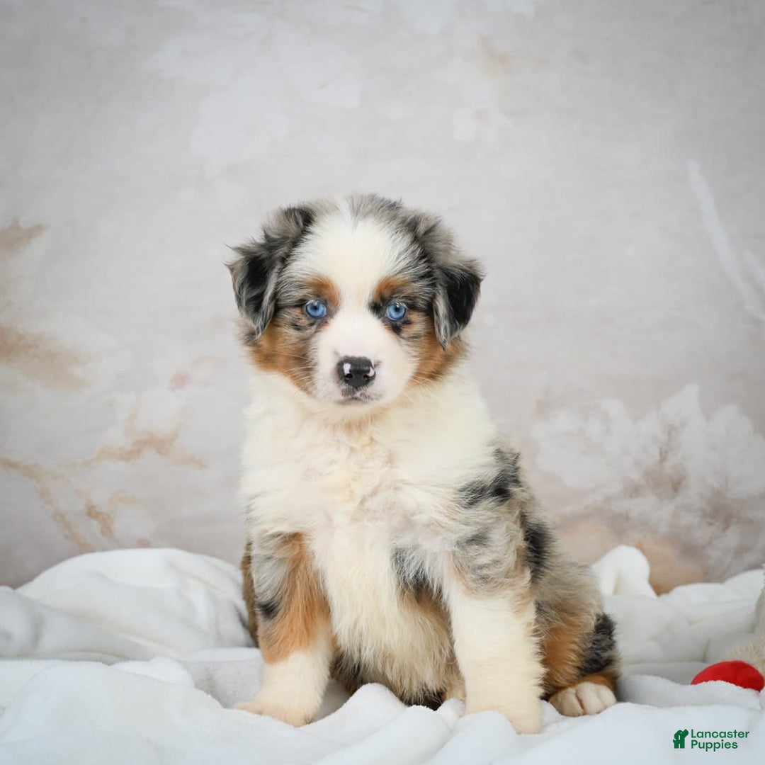 Miniature Australian Shepherd dogs for sale: Isabella - Image 4