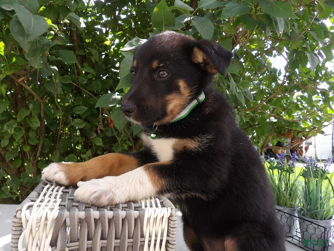 German Shepherd dogs for sale: Ronda - Image 3