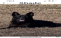 German Shepherd dogs for sale: Jaydah - Image 11