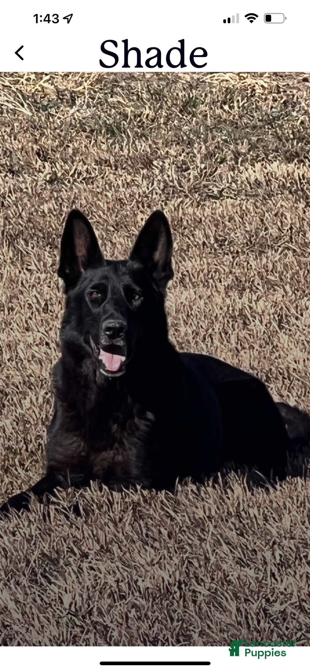 German Shepherd dogs for sale: Jaydah - Image 11