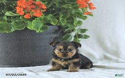 Yorkshire Terrier dogs for sale: Kilo - Image 2