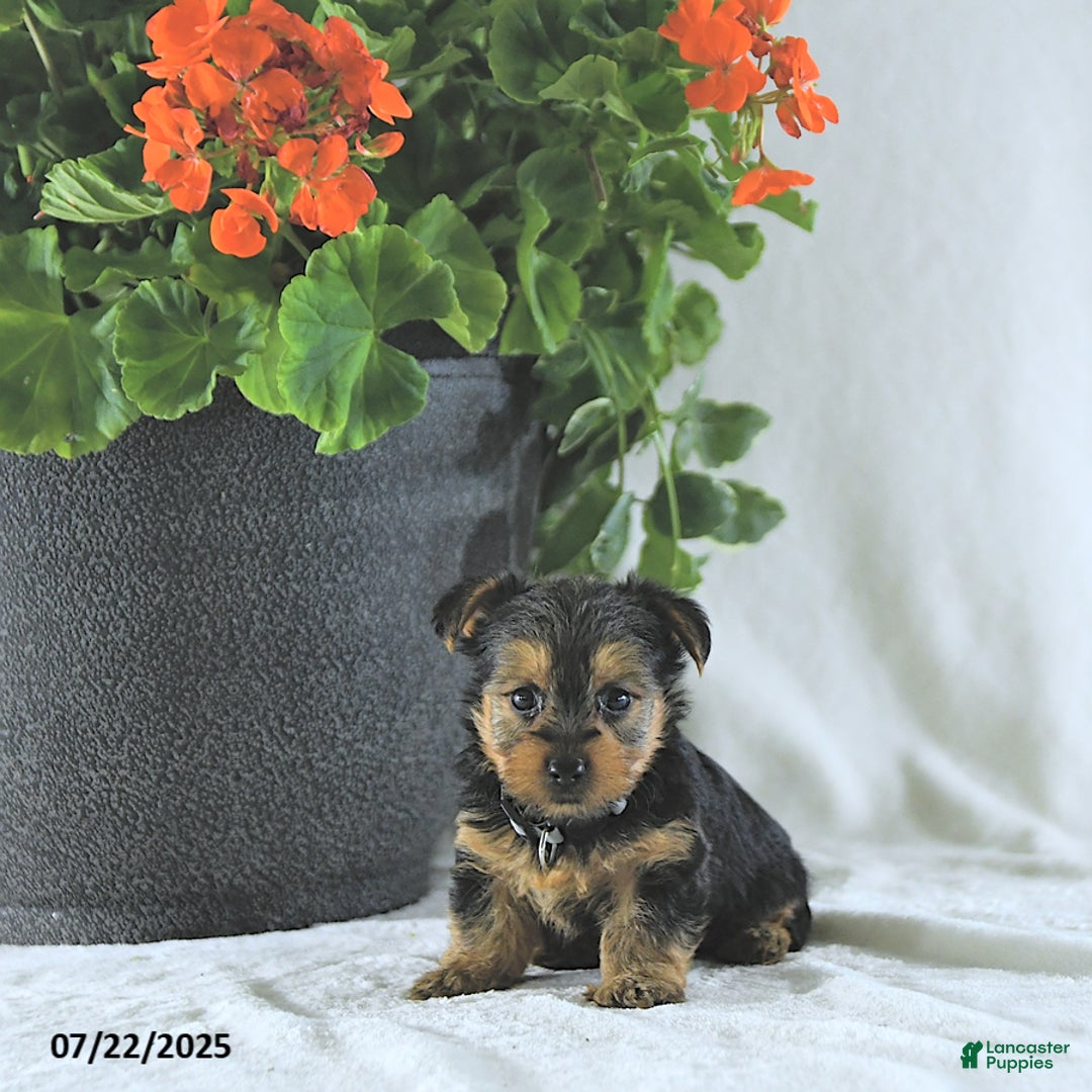 Yorkshire Terrier dogs for sale: Kilo - Image 2