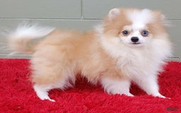 Pomeranian dogs for sale: Simon - Image 3