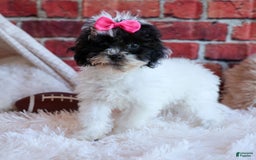Bichpoo dogs for sale: Baby Doll - Image 14
