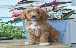 Mini Goldendoodle dogs for sale: Poppy - Image 1