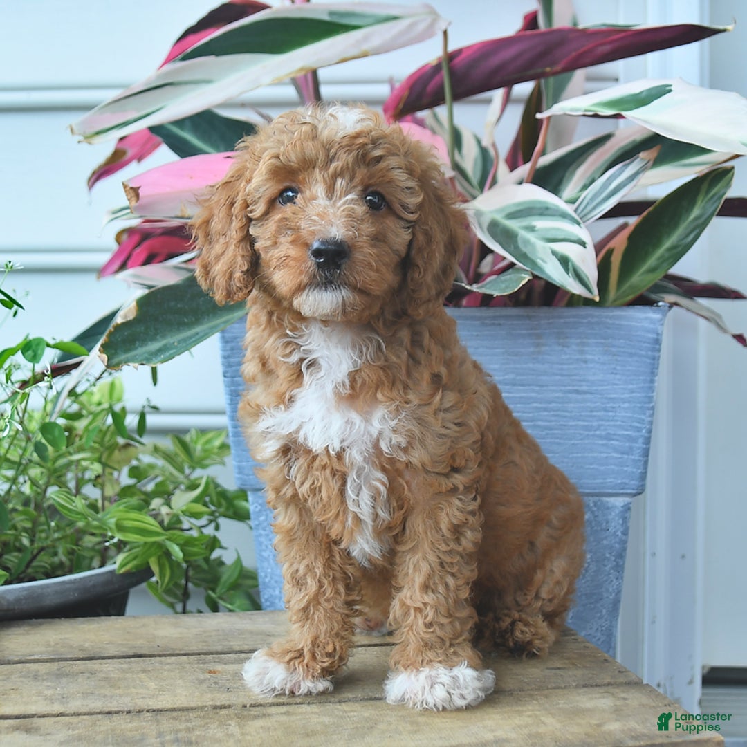 Mini Goldendoodle dogs for sale: Poppy - Image 1