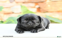 Pug dogs for sale: Jennie - Image 2
