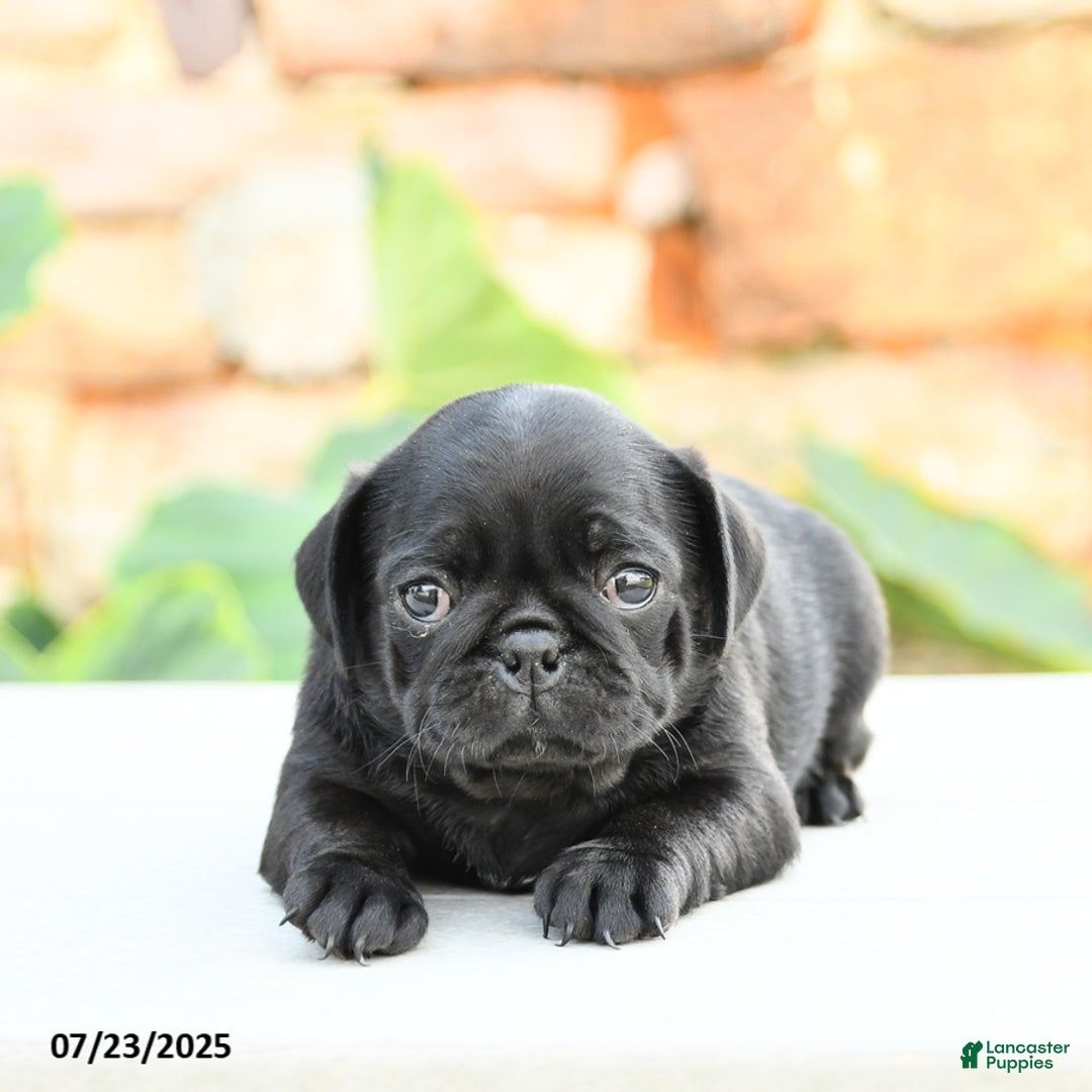 Pug dogs for sale: Jennie - Image 2