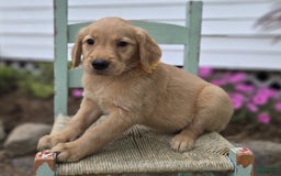 Golden Retriever dogs for sale: Sally - Image 4