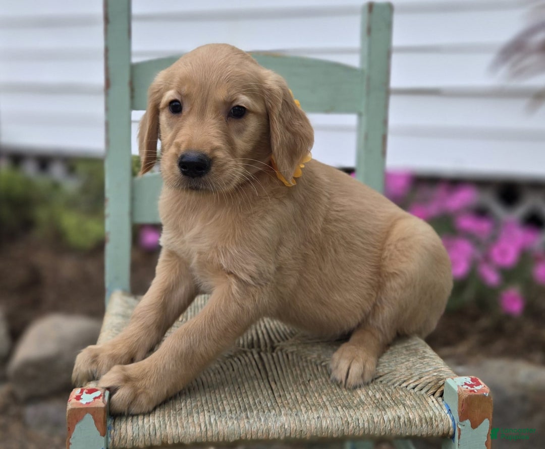 Golden Retriever dogs for sale: Sally - Image 4