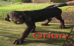German Shorthaired Pointer dogs for sale: Orion - Image 1