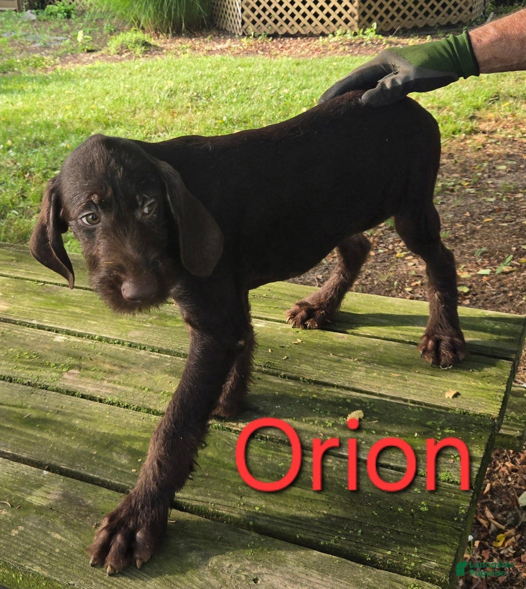 German Shorthaired Pointer dogs for sale: Orion - Image 1