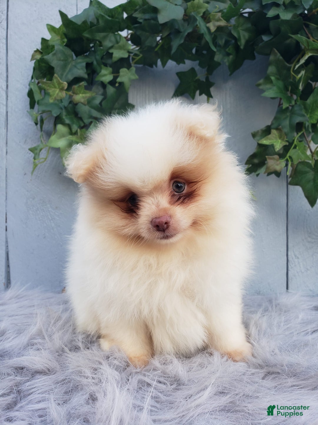 Pomeranian dogs for sale: Brody - Image 2