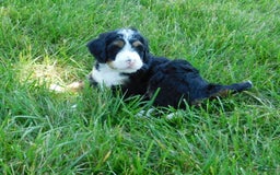 Mini Bernedoodle dogs for sale: Katie - Image 6