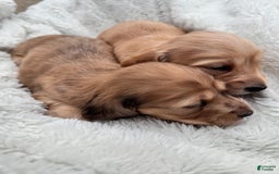 Miniature Dachshund dogs for sale: Sadie - Image 3