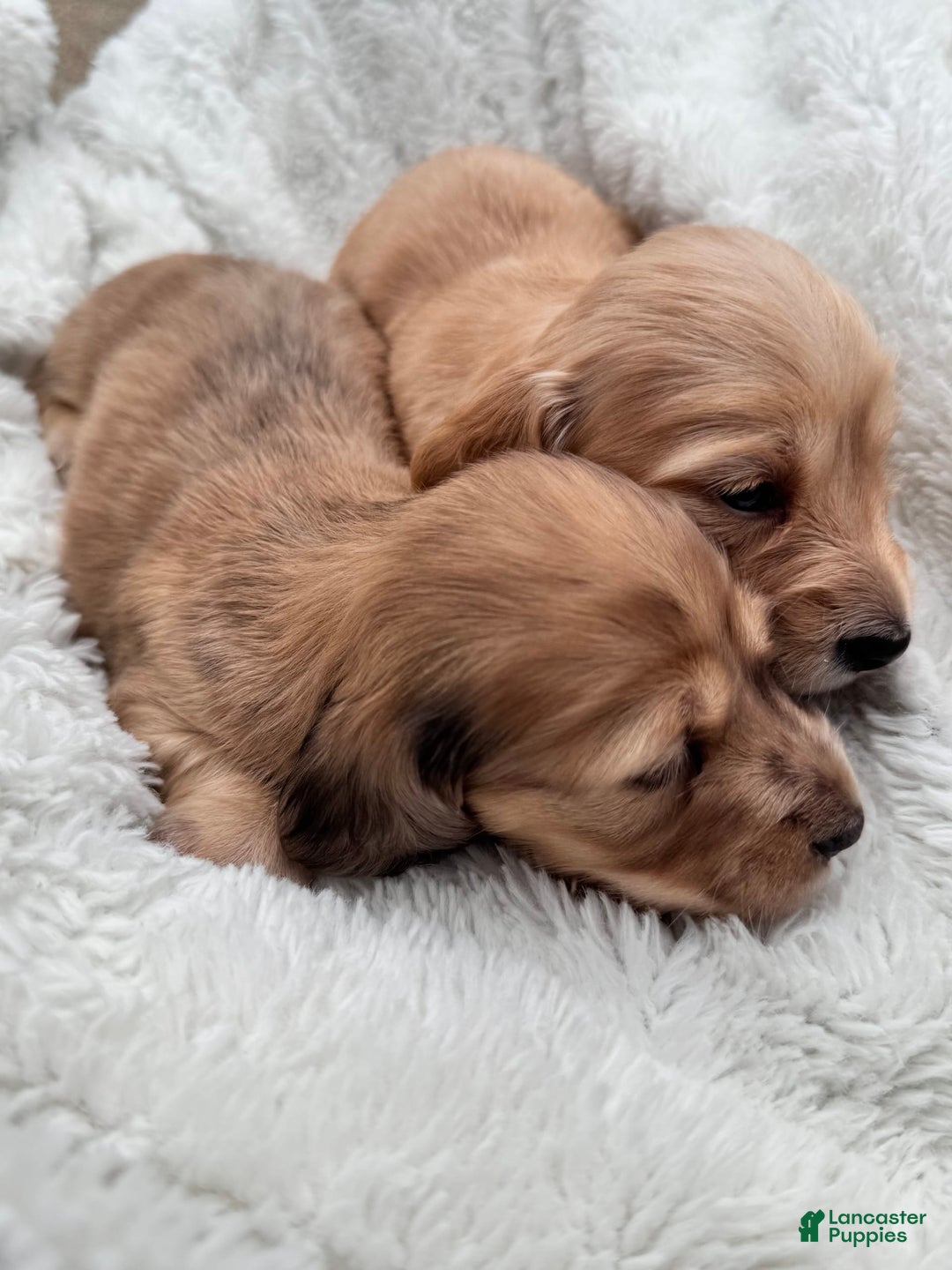 Miniature Dachshund dogs for sale: Sadie - Image 3