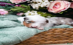 Doxiepoo dogs for sale: Calypso - Image 1