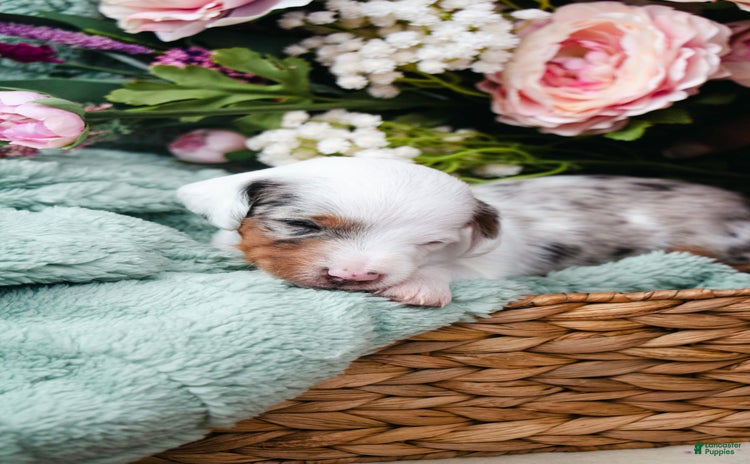 Doxiepoo dogs for sale - Ad 5