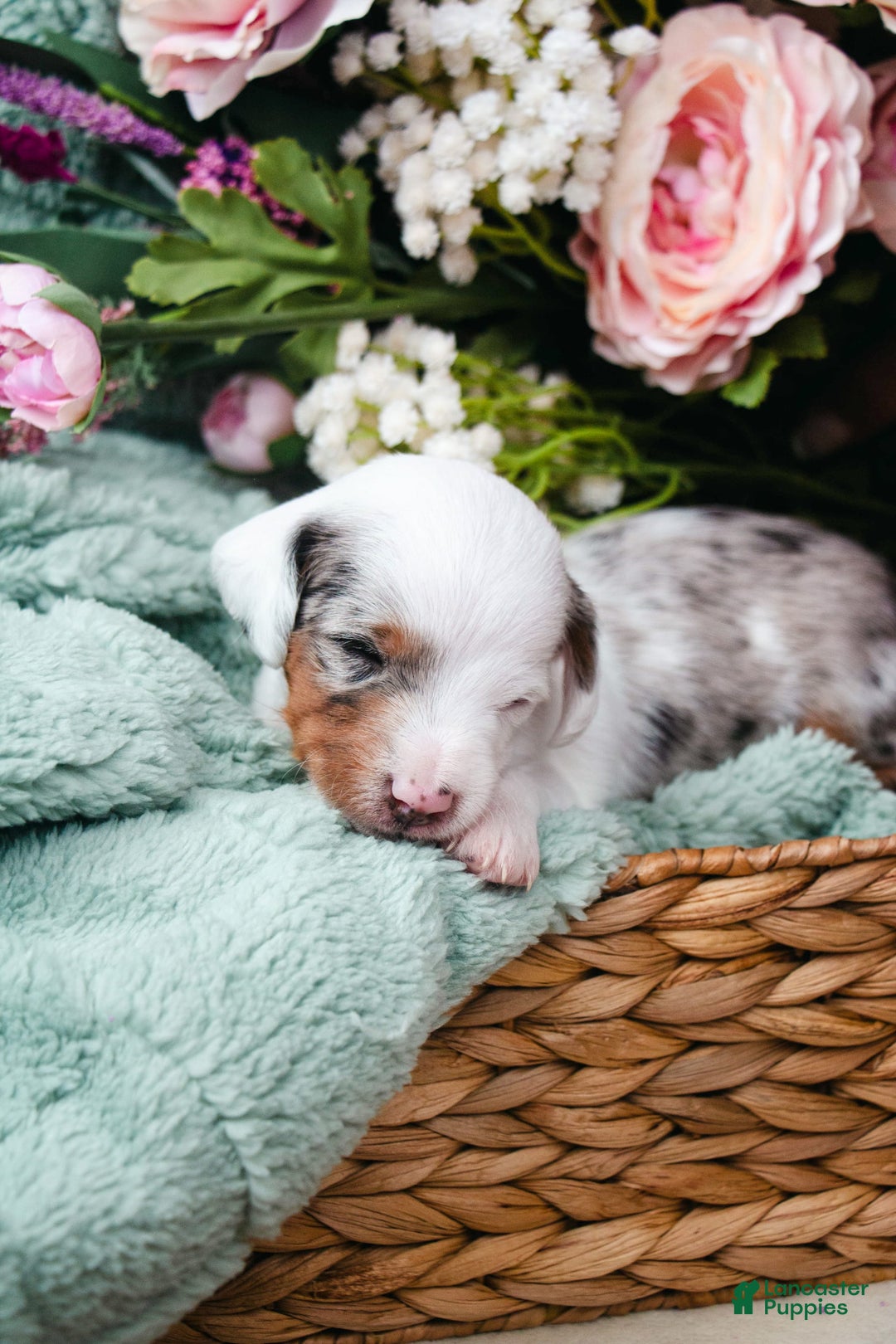 Doxiepoo dogs for sale: Calypso - Image 1