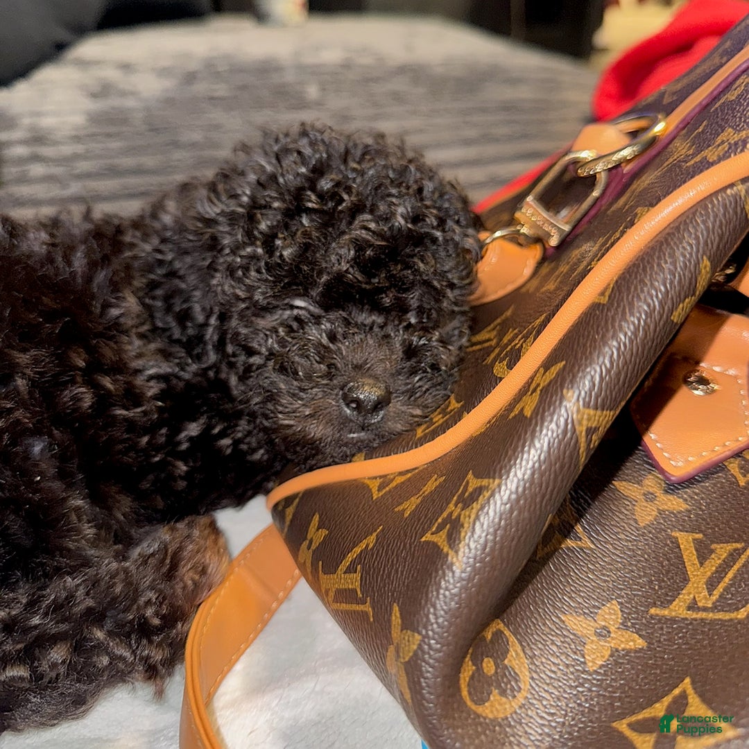 Toy Poodle dogs for sale: Tiny - Image 9