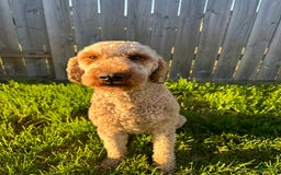 Goldendoodle dogs for sale: Jane - Image 4