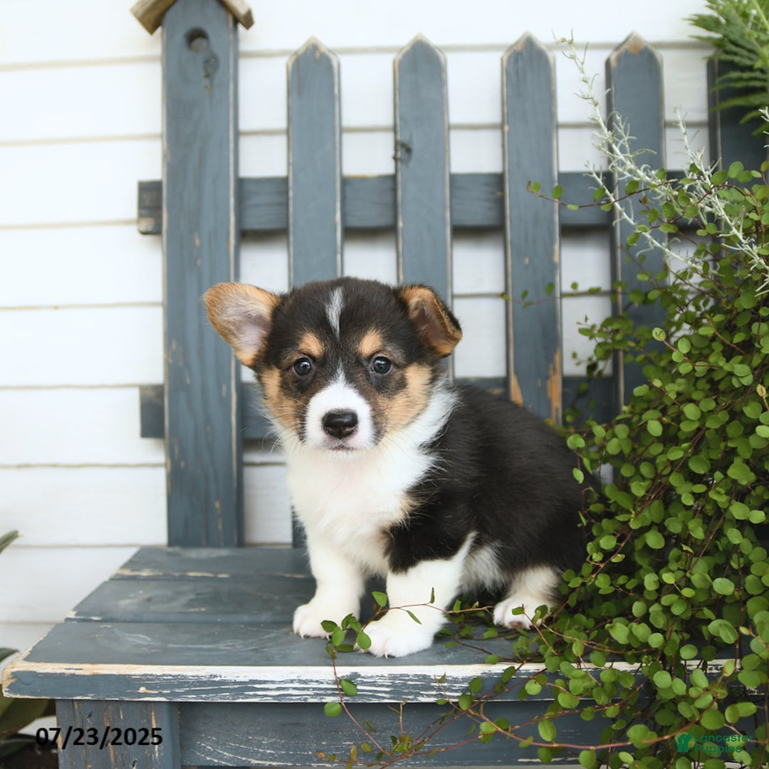 Welsh Corgi Pembroke dogs for sale: Jade - Image 2