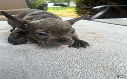 French Bulldog dogs for sale: Puppy 3 - Image 2