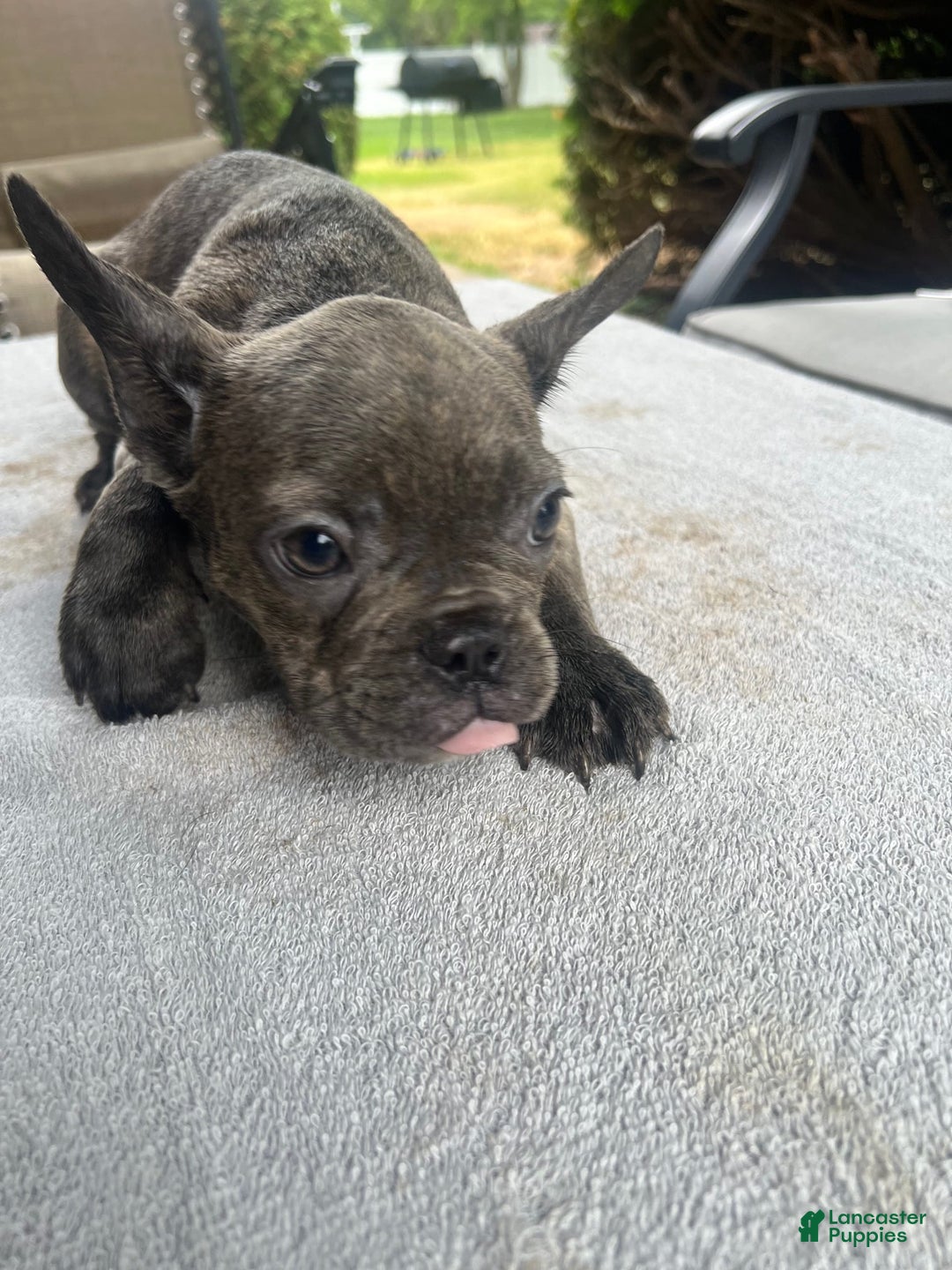 French Bulldog dogs for sale: Puppy 3 - Image 2