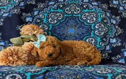 Mini Goldendoodle dogs for sale: Giovanna Hypoallergenic - Image 4