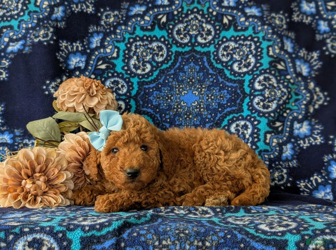 Mini Goldendoodle dogs for sale: Giovanna Hypoallergenic - Image 4