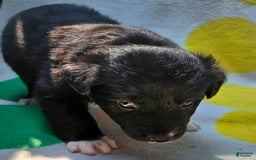 Border Collie dogs for sale: Francis - Image 13