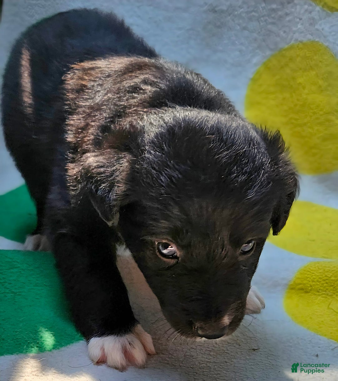 Border Collie dogs for sale: Francis - Image 13