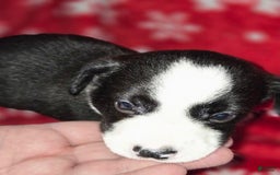 Chihuahua dogs for sale: Oreo - Image 3