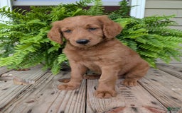 Goldendoodle dogs for sale: Flip - Image 32