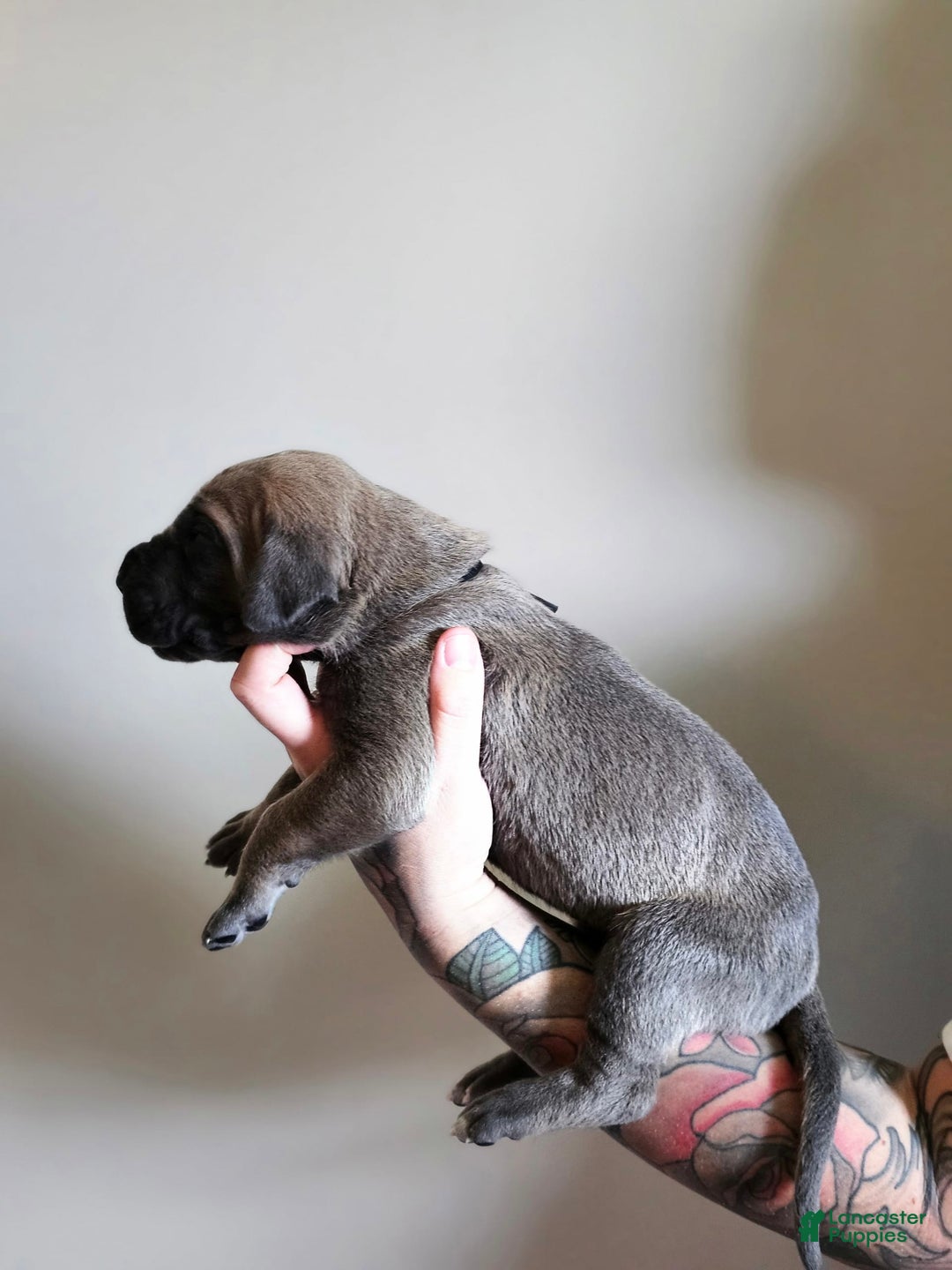 Great Dane dogs for sale: Black Collar - Image 1