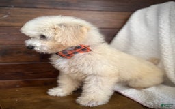 Miniature Poodle dogs for sale: Pico - Image 3