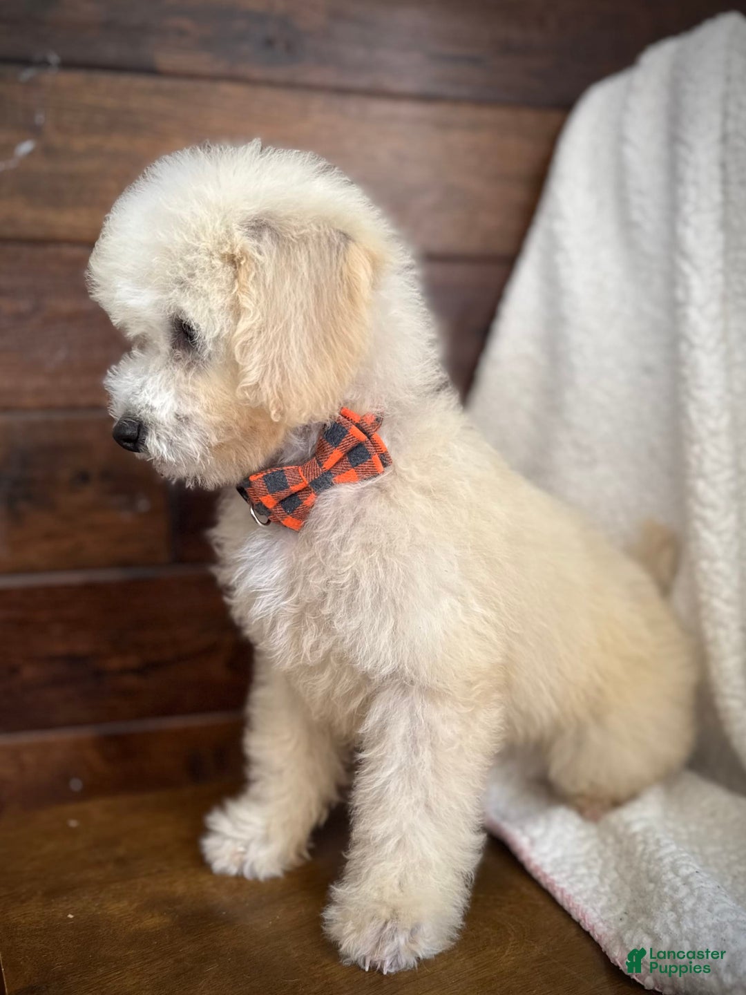 Miniature Poodle dogs for sale: Pico - Image 3