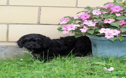 Cockapoo dogs for sale: Betty - Image 6