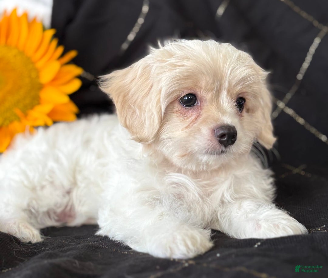 Maltese dogs for sale: EMORY - Image 8