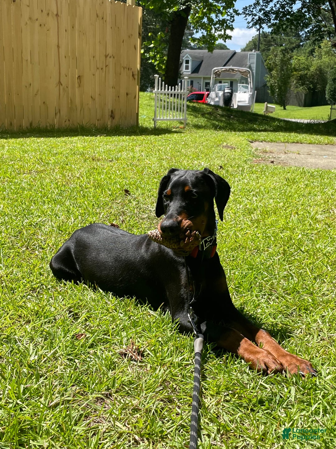 Doberman Pinscher dogs for sale: Freya - Image 2