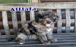 Bernedoodle dogs for sale: Alfalfa - Image 1