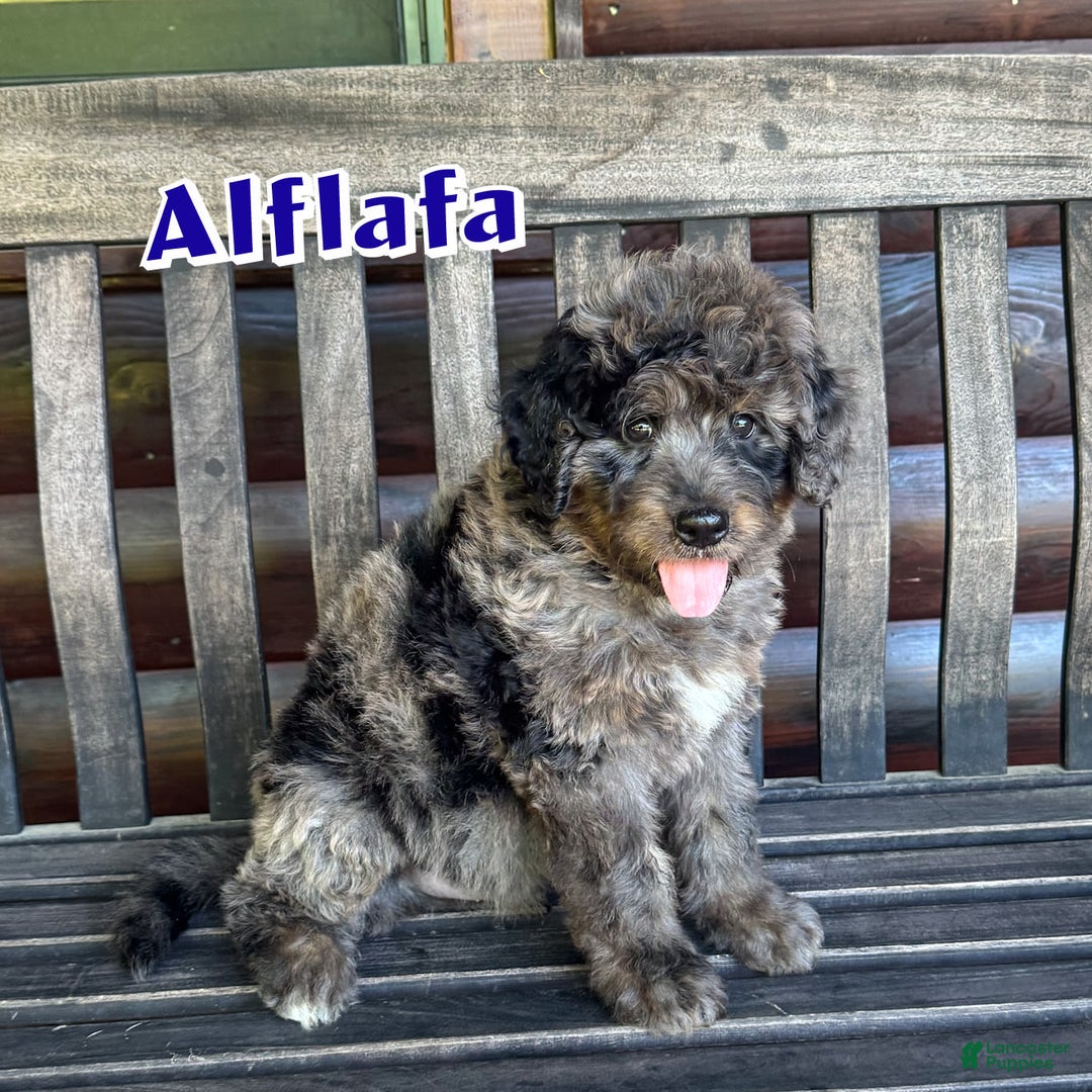 Bernedoodle dogs for sale: Alfalfa - Image 1