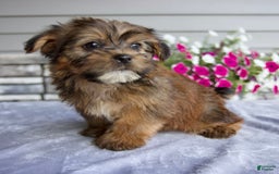 Shorkie dogs for sale: Echo - Image 4