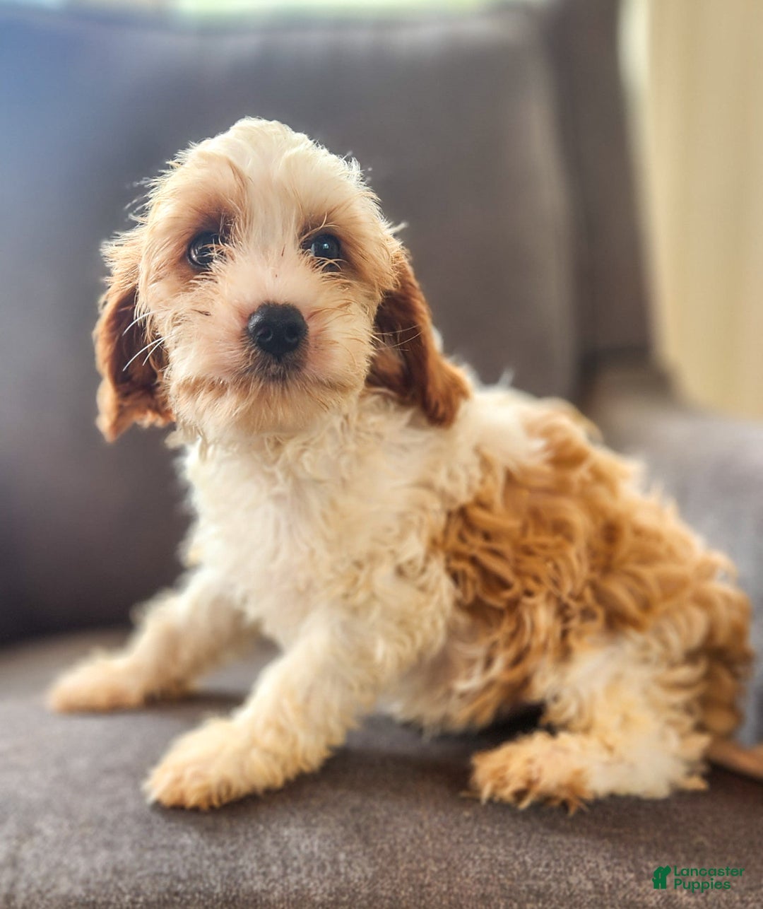 Cavapoo dogs for sale: Charlie - Image 3