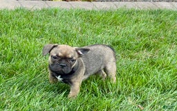 French Bulldog dogs for sale: Joy - Image 2